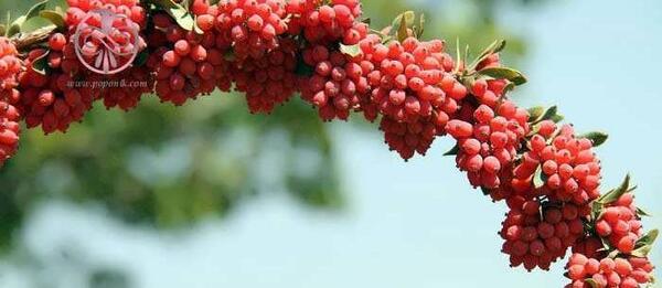 عکس زرشک گیاهی