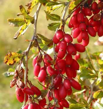 عکس زرشک گیاهی