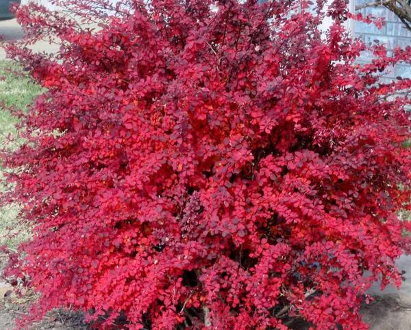 عکس زرشک گیاهی