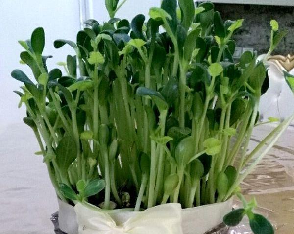 عکس سبزه عید لوبیا