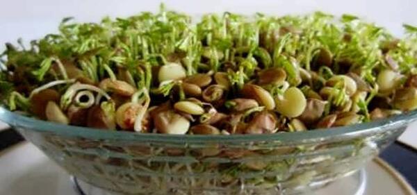 عکس سبزه عید لوبیا
