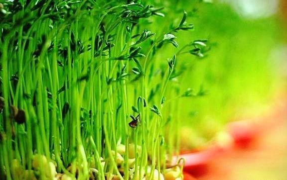 عکس سبزه عید لوبیا