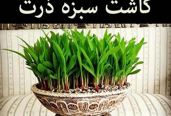 عکس سبزه عید لوبیا