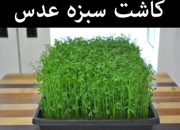 عکس سبزه عید لوبیا