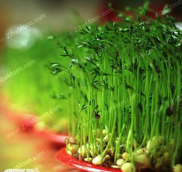عکس سبزه عید لوبیا