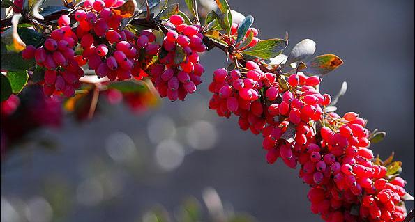 عکس درخت زرشک پلویی