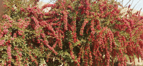 عکس درخت زرشک پلویی