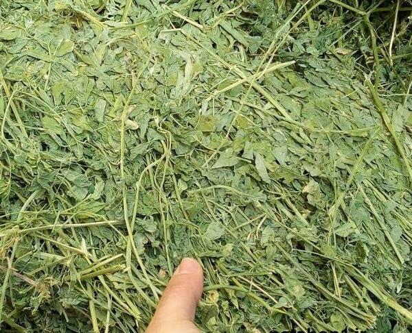 عکس یونجه خرگوش