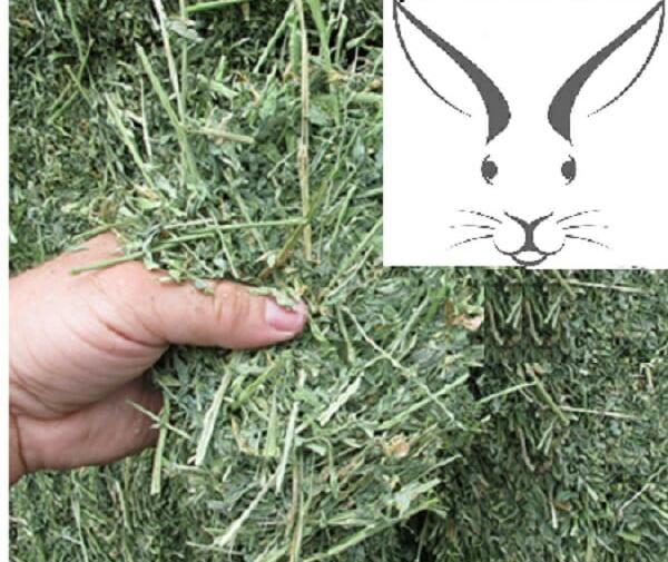 عکس یونجه خرگوش