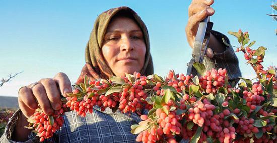عکس زیبای زرشک