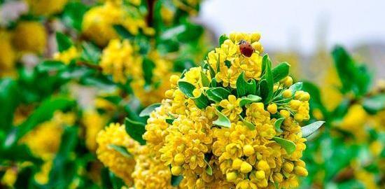 عکس زیبای زرشک