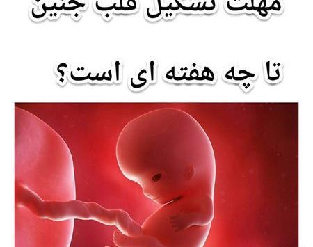 عکس قلب جنین