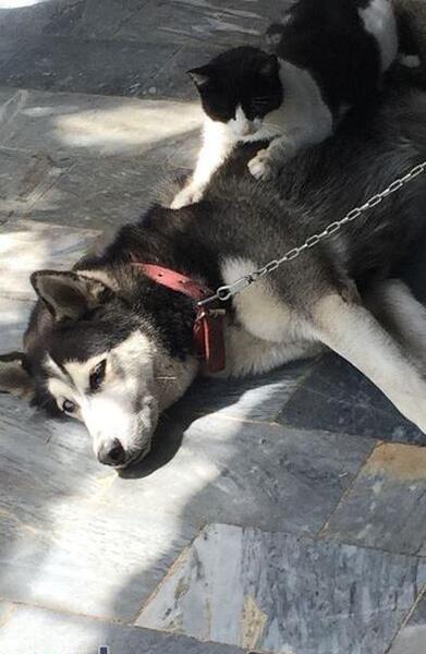 عکس سگ هاسکی و گربه