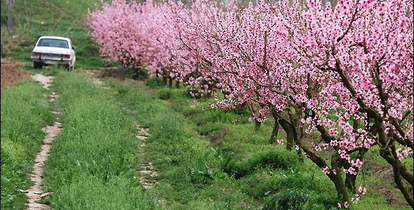 عکس طبیعت بهاری ایران