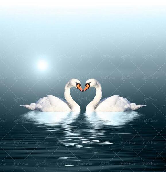 عکس قو در طبیعت