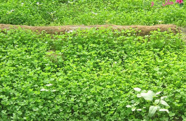 عکس گیاهان دارویی یونجه