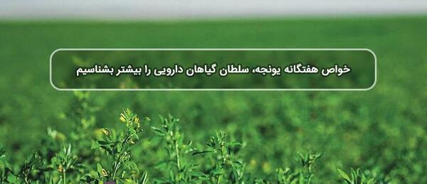 عکس گیاهان دارویی یونجه