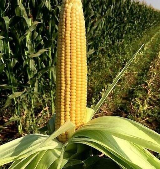 عکس ذرت مای