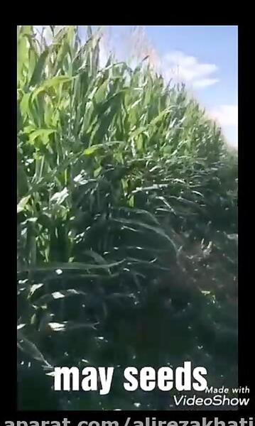 عکس ذرت مای