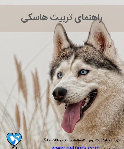 عکس سگ هاسکی پاکوتاه خانگی