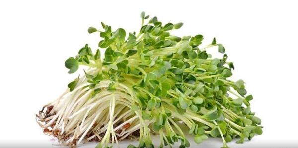 عکس عرق یونجه