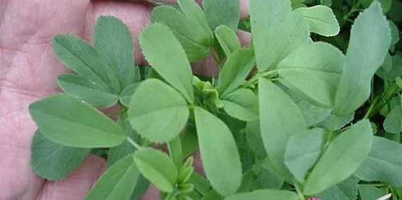 عکس عرق یونجه