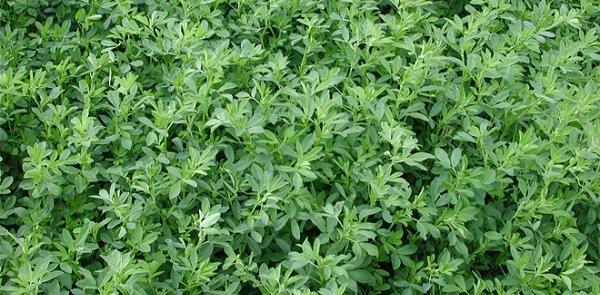 عکس عرق یونجه