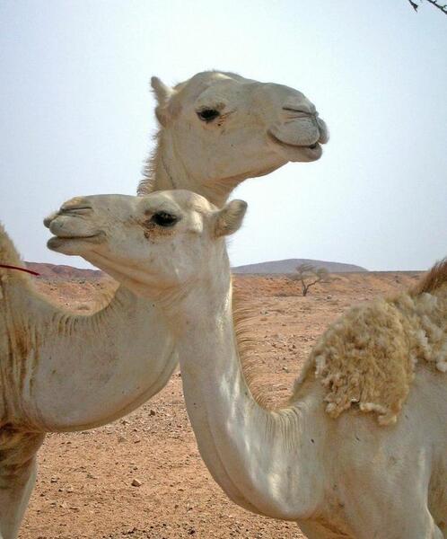 عکس جالب شتر