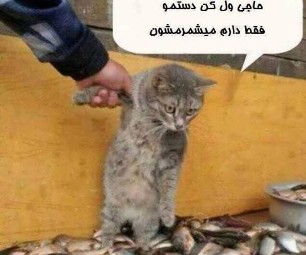 عکس گربه شیطون