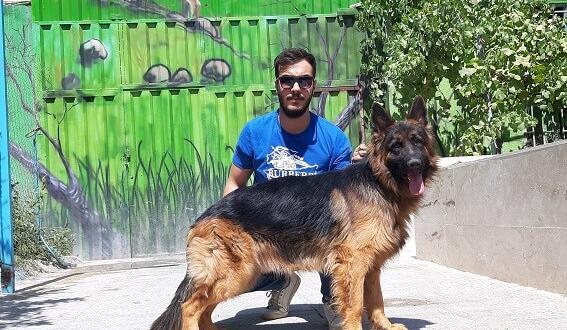 عکس ژرمن شپرد کینگ