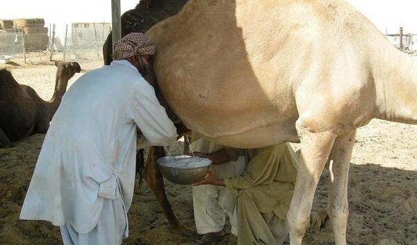 عکس شیر شتر مرغ