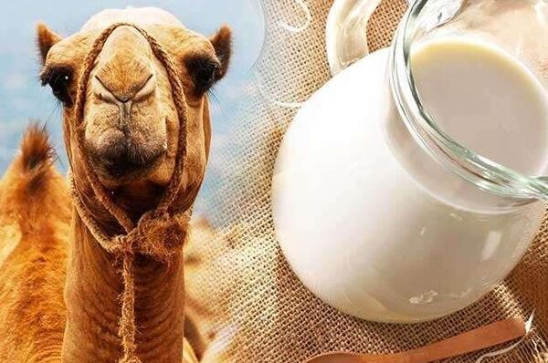 عکس شیر شتر مرغ