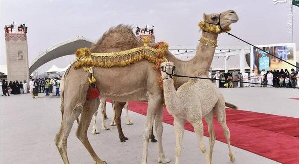 عکس لب شتر