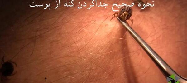 عکس کنه سوسکی