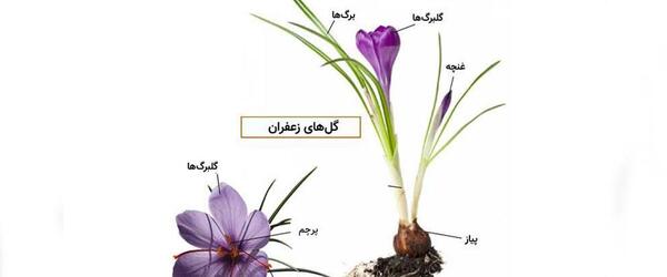 عکس واقعی زعفران