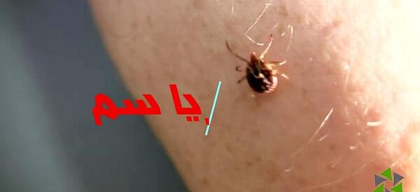 عکس کنه گوسفندی