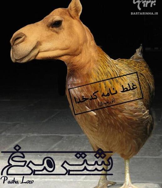 عکس شتر مسخره