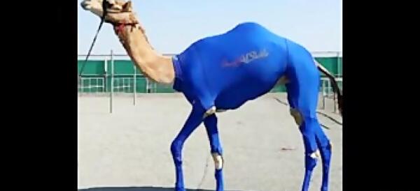 عکس شتر مسخره