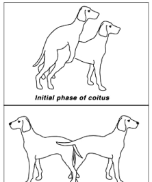 عکس سگ نر و ماده