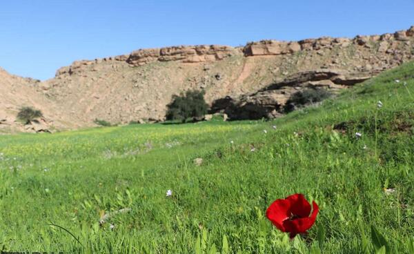 عکس بهاری خوزستان