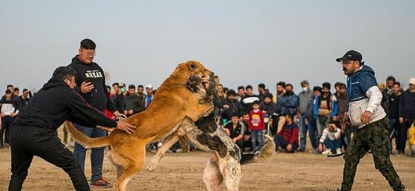 عکس سگ ها