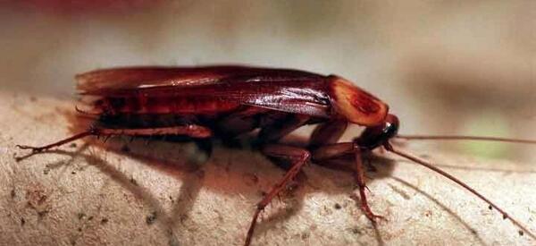 عکس وحشتناک سوسک