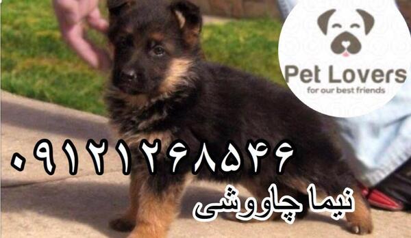 عکس سگ ژرمن شپرد قیمت