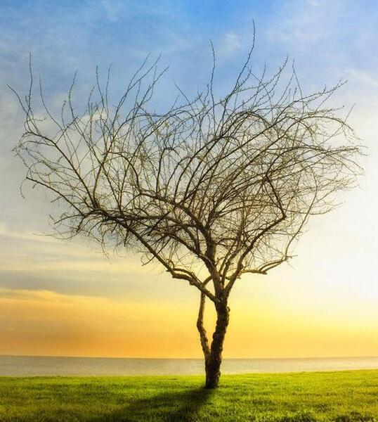 عکس برای صفحه گوشی طبیعت