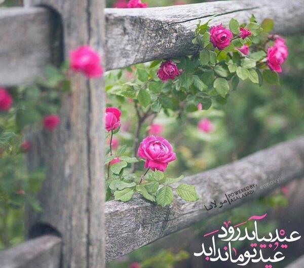 عکس زیبای پروفایل شاد