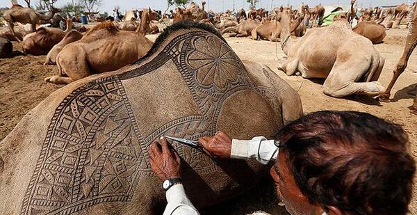عکس شتر خانگی
