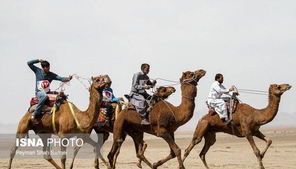 عکس شتر خانگی