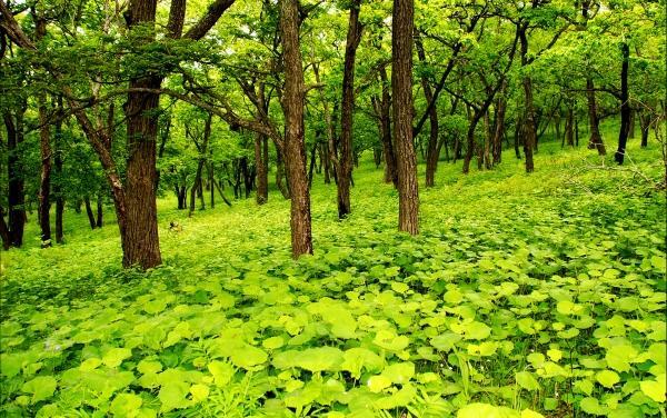 عکس طبیعت واقعی با کیفیت بالا
