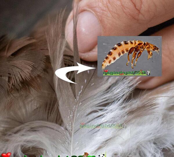 عکس شپش بالدار
