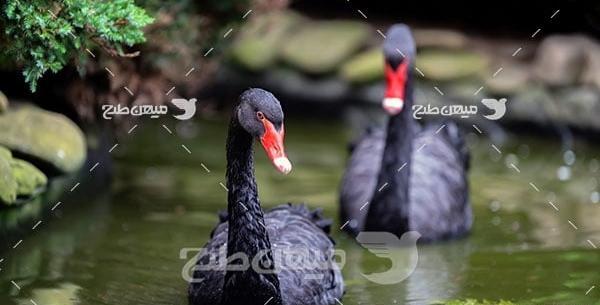 عکس قو سیاه